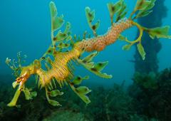 Private Leafy Seadragon SCUBA Tour