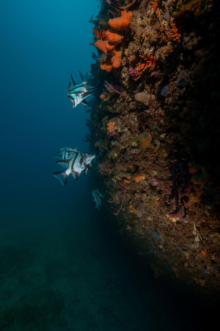 Milkies Reef and Glenelg Dredge Wreck Double Dive