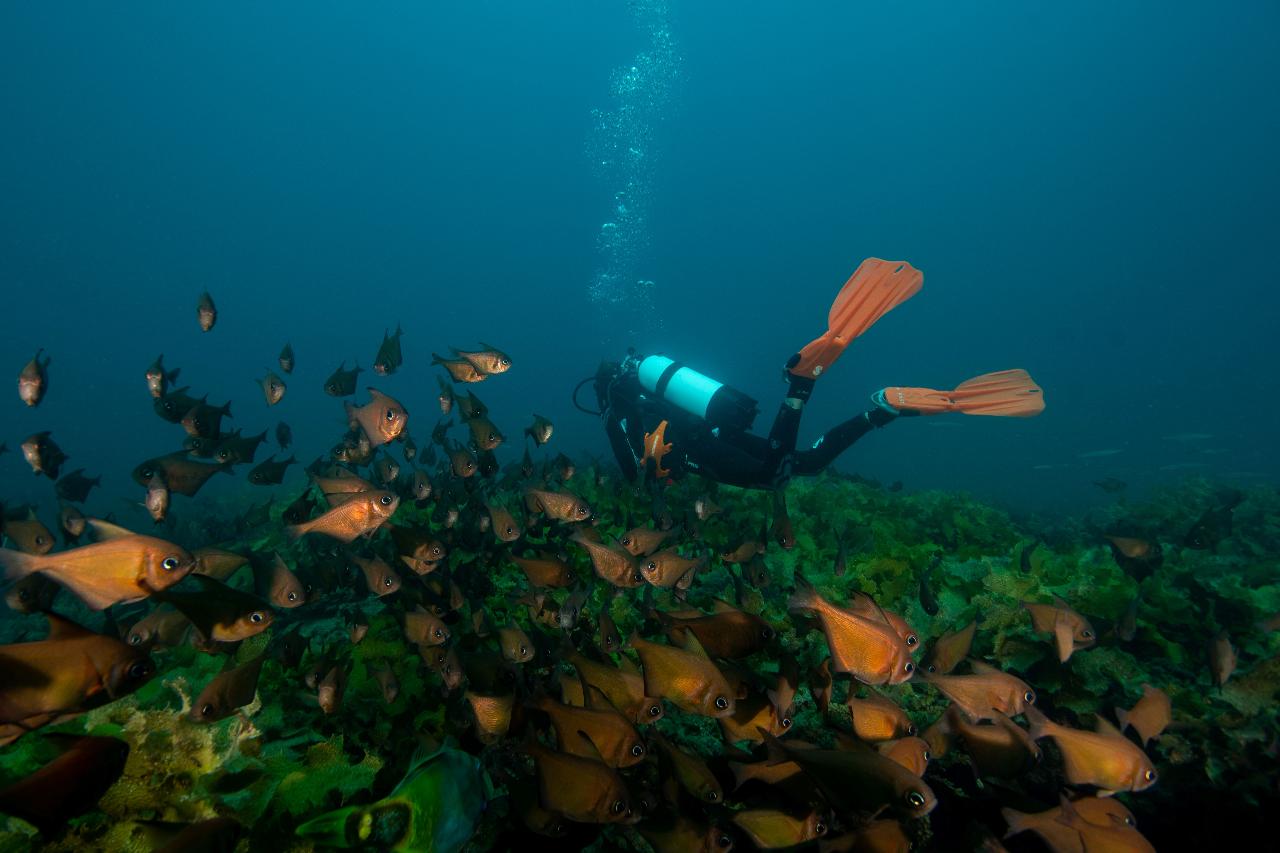 Veterans Dive Day