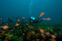 Veterans Dive Day