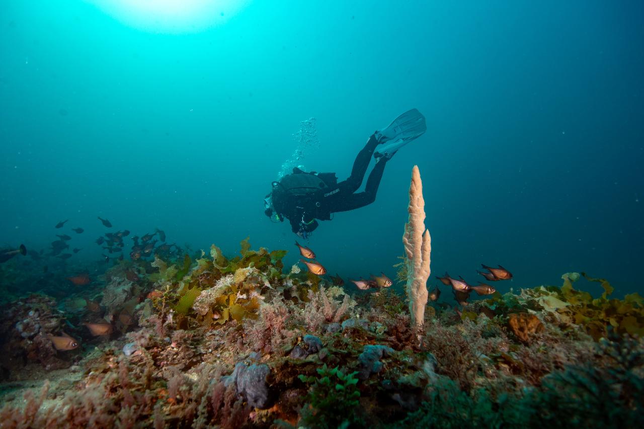 Craggle Rock & Dredge Wreck - Double Dive