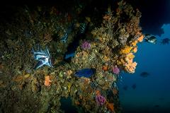 Northern Outer Reef and Dredge Wreck Double Dive (Advanced Open Water)