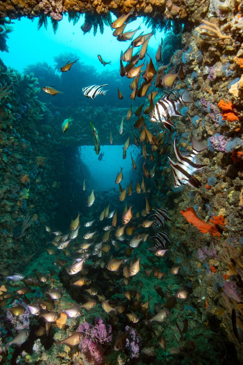 Dredge and Barge Wreck Double Dive