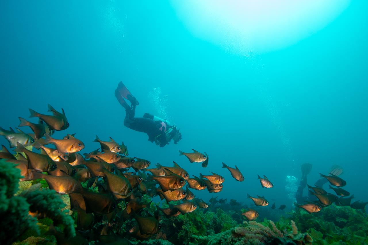 MV Seawolf and Seacliff Double Dive