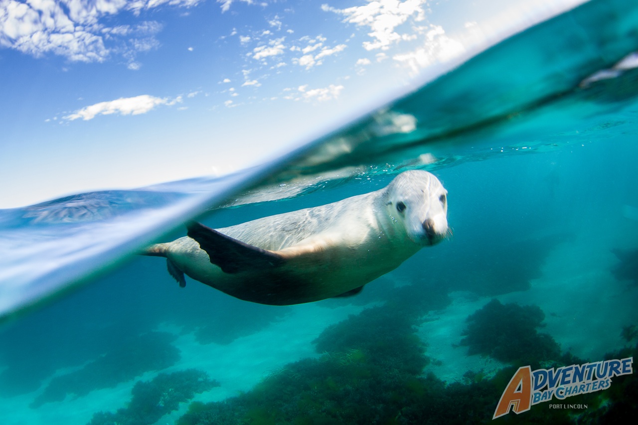 Gift Voucher - Adult Swim With Sea Lions