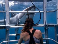 Marine Volunteer Shark Tour