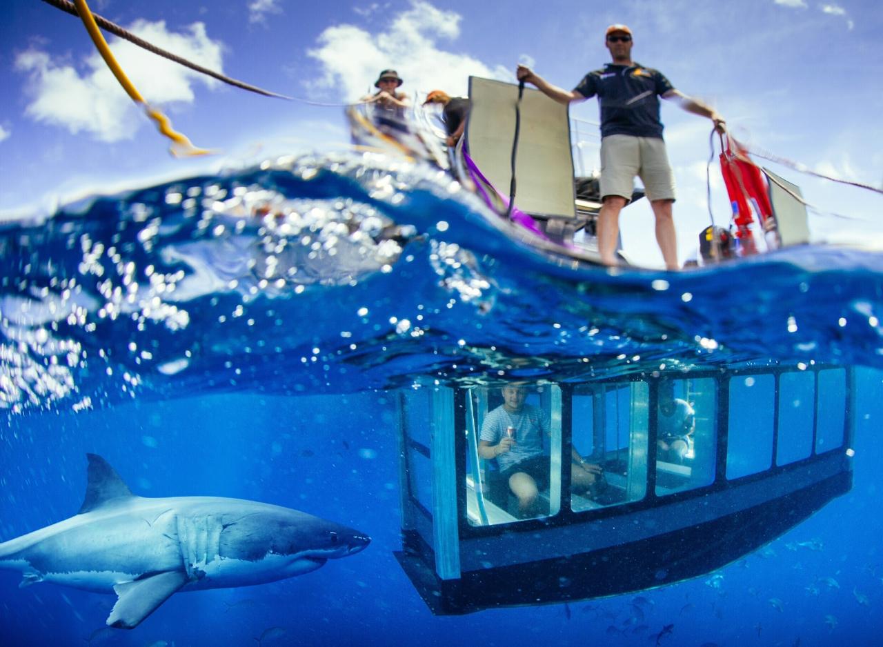 great white shark cage diving tours