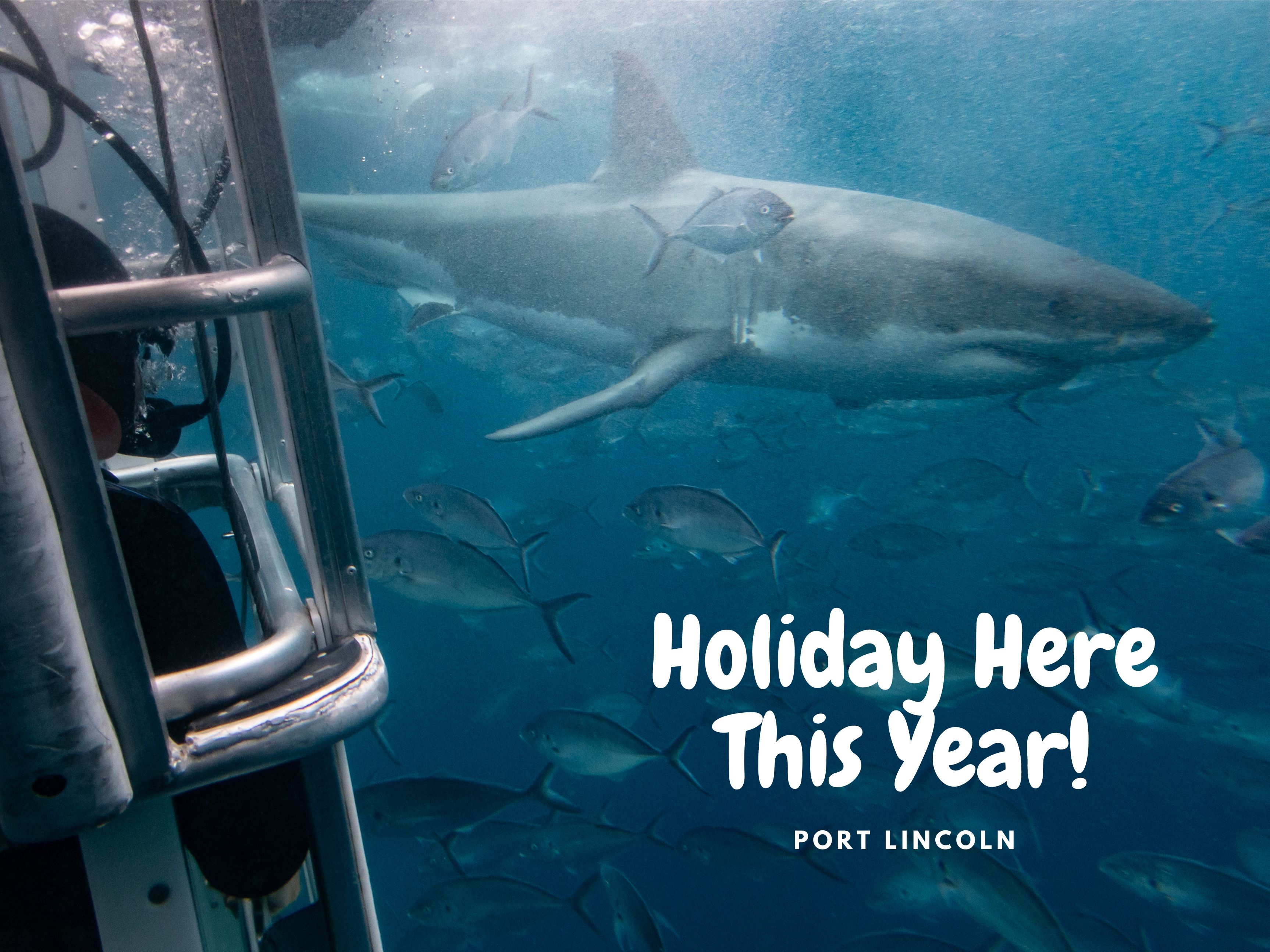 Marine Volunteer Shark Trip