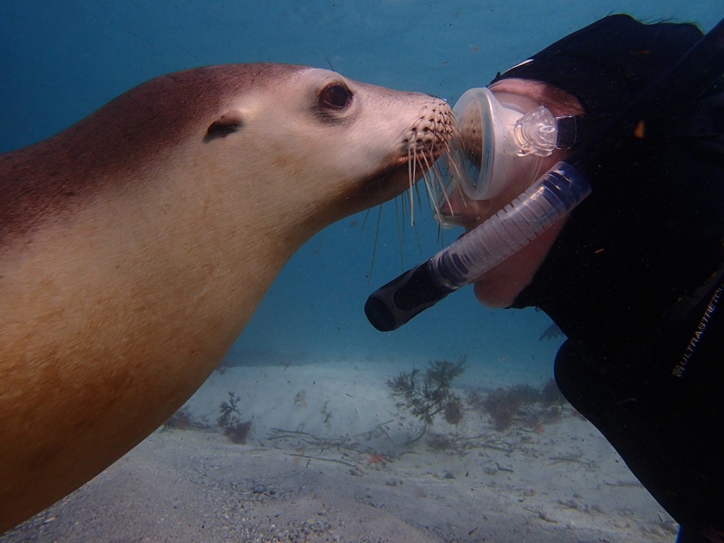 Swim With The Sea Lions