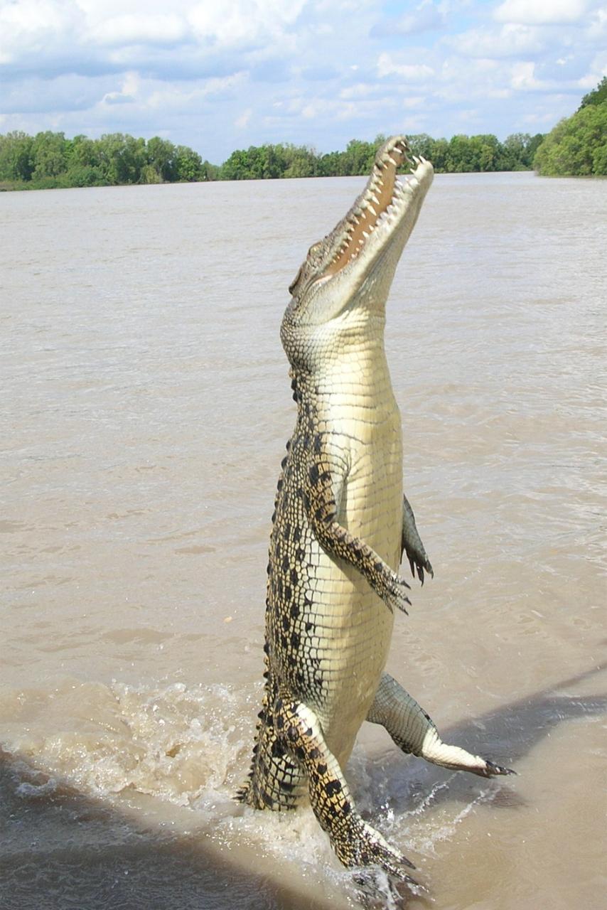 Flying Crocs