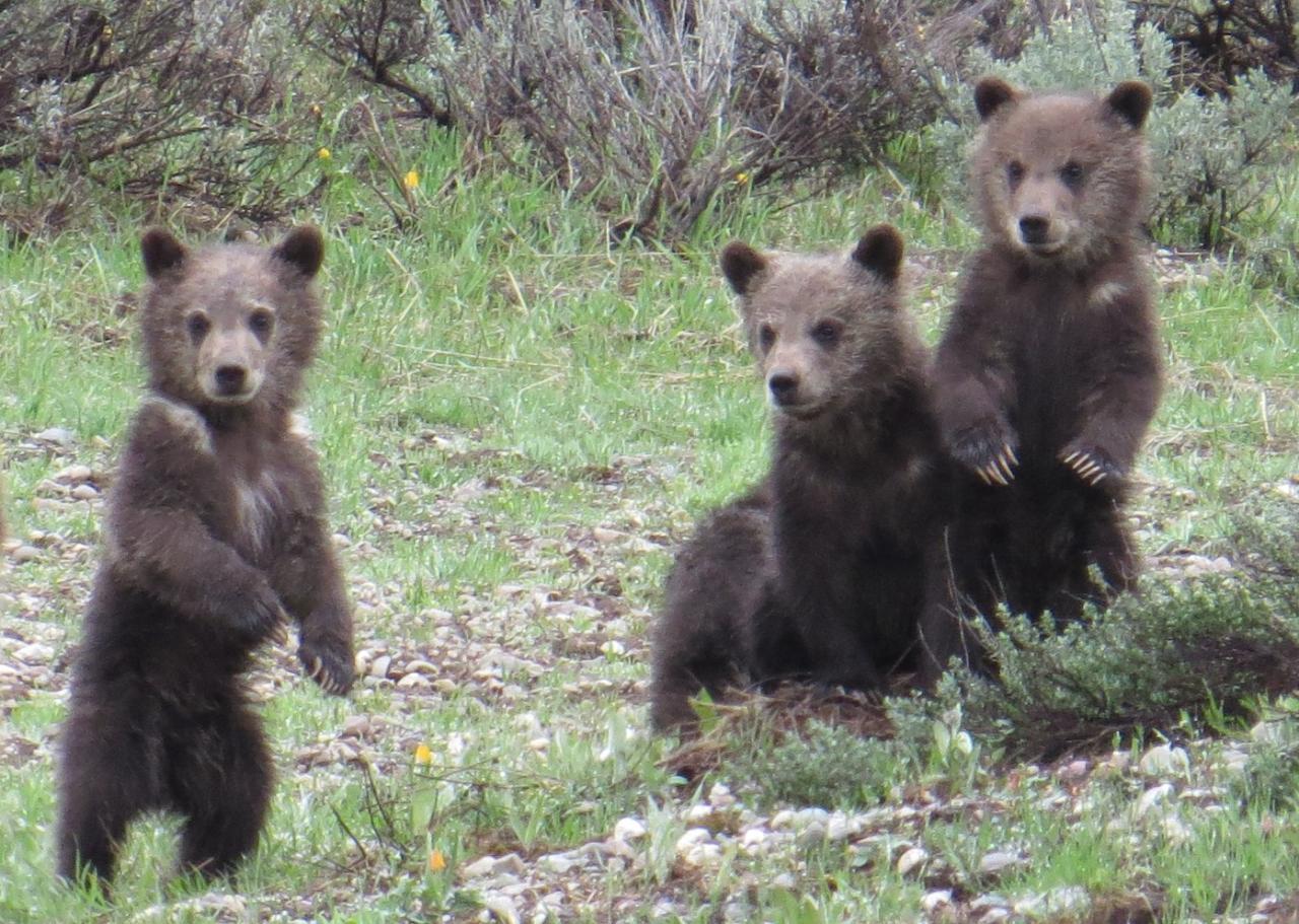 Yellowstone & Grand Teton National Parks - PRIVATE 3-Day Tour (May-Oct)