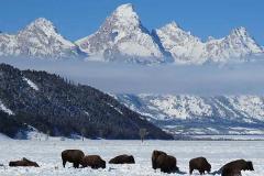 Grand Teton Park & Jackson Hole - Afternoon Wildlife Tour (Nov-Apr)