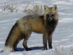 Grand Teton Park & Jackson Hole - Morning Wildlife Tour (Nov-Apr)