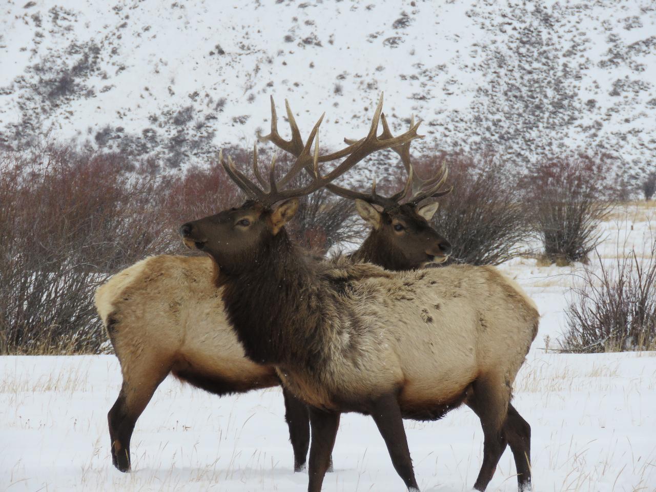 Grand Teton Park & Jackson Hole - Full Day Wildlife Tour (Nov-Apr)