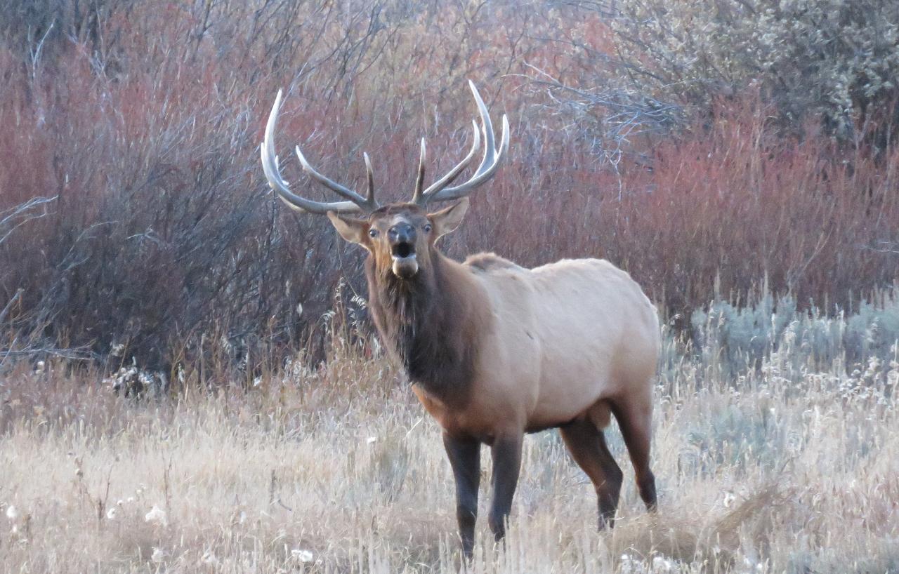 Grand Teton Park & Jackson Hole - PRIVATE Full Day Wildlife Tour (Nov-Apr)