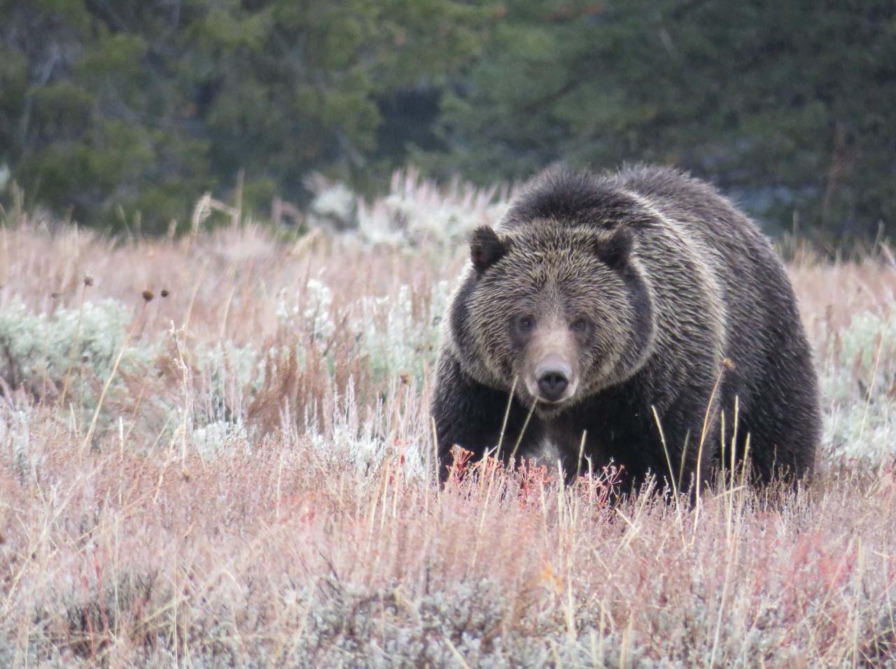 Yellowstone & Grand Teton Parks - Ultimate Wildlife Safari - PRIVATE Tour (May-June & Sept-Oct)