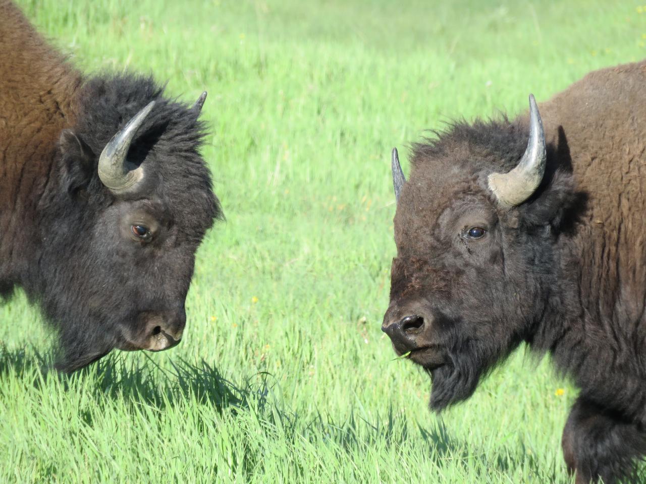 Yellowstone National Park - PRIVATE Full Day Lower Loop Tour from West Yellowstone - (Apr 19-Oct 30)