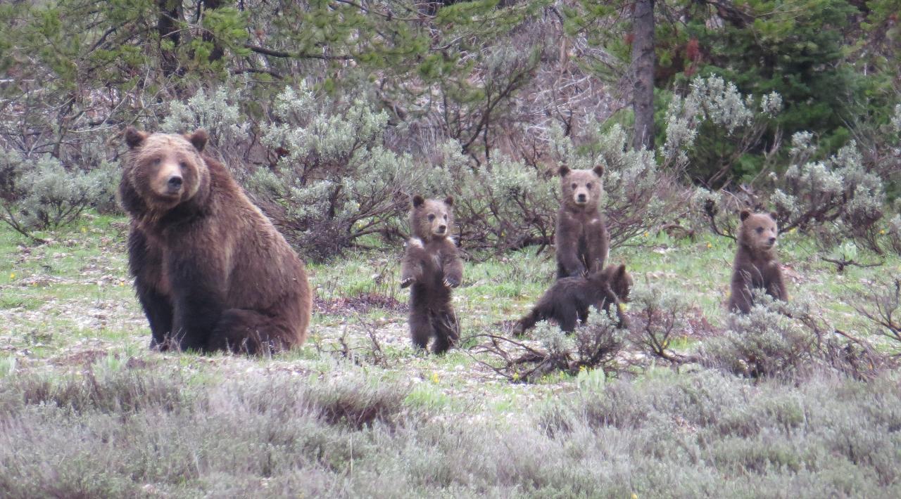 Grand Teton National Park - PRIVATE Sunrise Tour from Jackson Hole - (May 1-Nov)