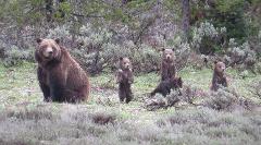 Grand Teton National Park - PRIVATE Sunrise Tour from Jackson Hole - (May 1-Nov)