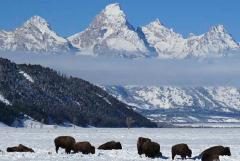 Grand Teton Park & Jackson Hole - PRIVATE Afternoon Wildlife Tour (Nov-Apr)