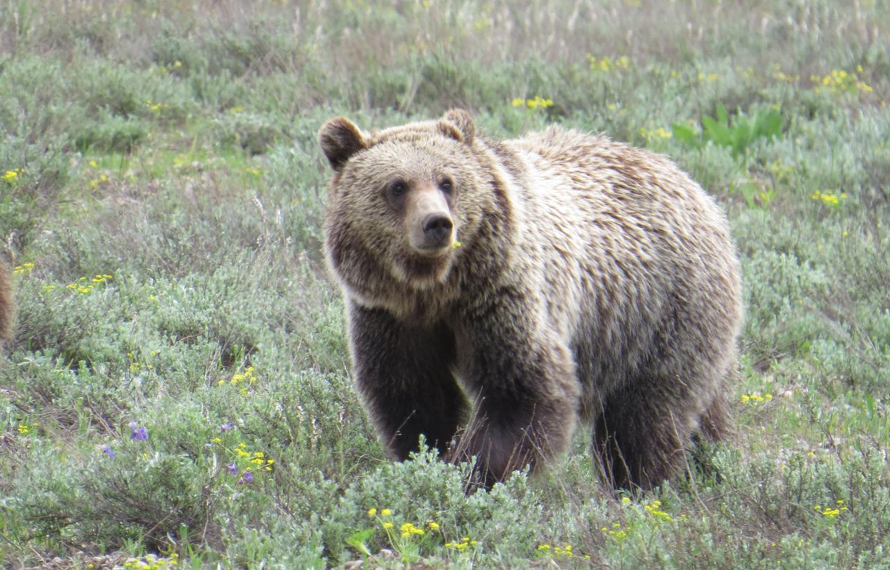 Yellowstone National Park - PRIVATE Full Day Upper Loop Tour from West Yellowstone - (Apr-Oct)