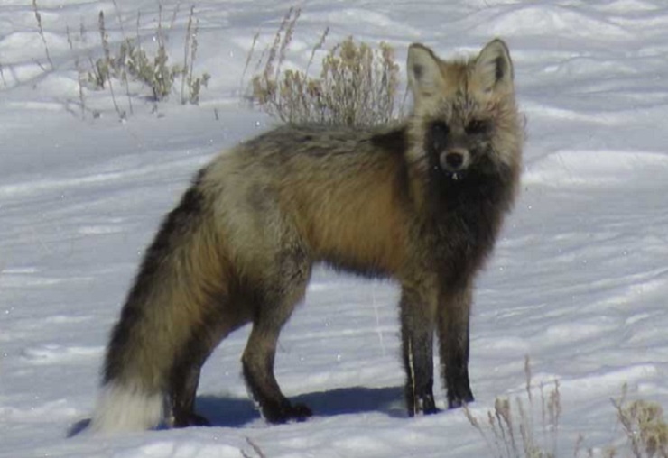 Grand Teton Park & Jackson Hole - PRIVATE Morning Wildlife Tour (Nov-Apr)