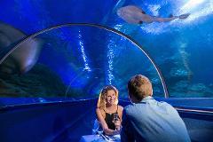 Register for Upcoming Dine Beneath the Seas