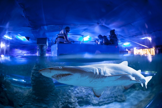 Excursion Package - Shark Biologist (+1 hour experience)