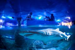 Vacation Care/Private Groups - Shark Biologist Experience