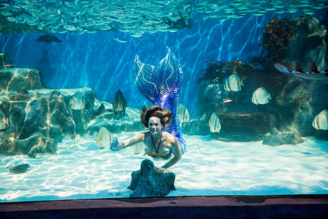 Archive Mermaids 3 Days Only Includes Admission Aqwa The