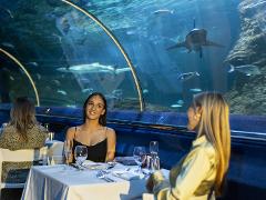 Dine Beneath the Sea - Sunset Edition