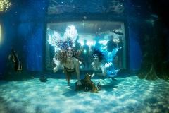 Mermaid Ahoy! Includes AQWA Entry