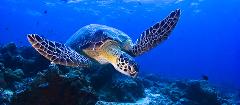 DBCA Excursion Event - World Sea Turtle Day At AQWA