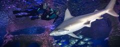 Snorkel With Sharks (Age 14+)