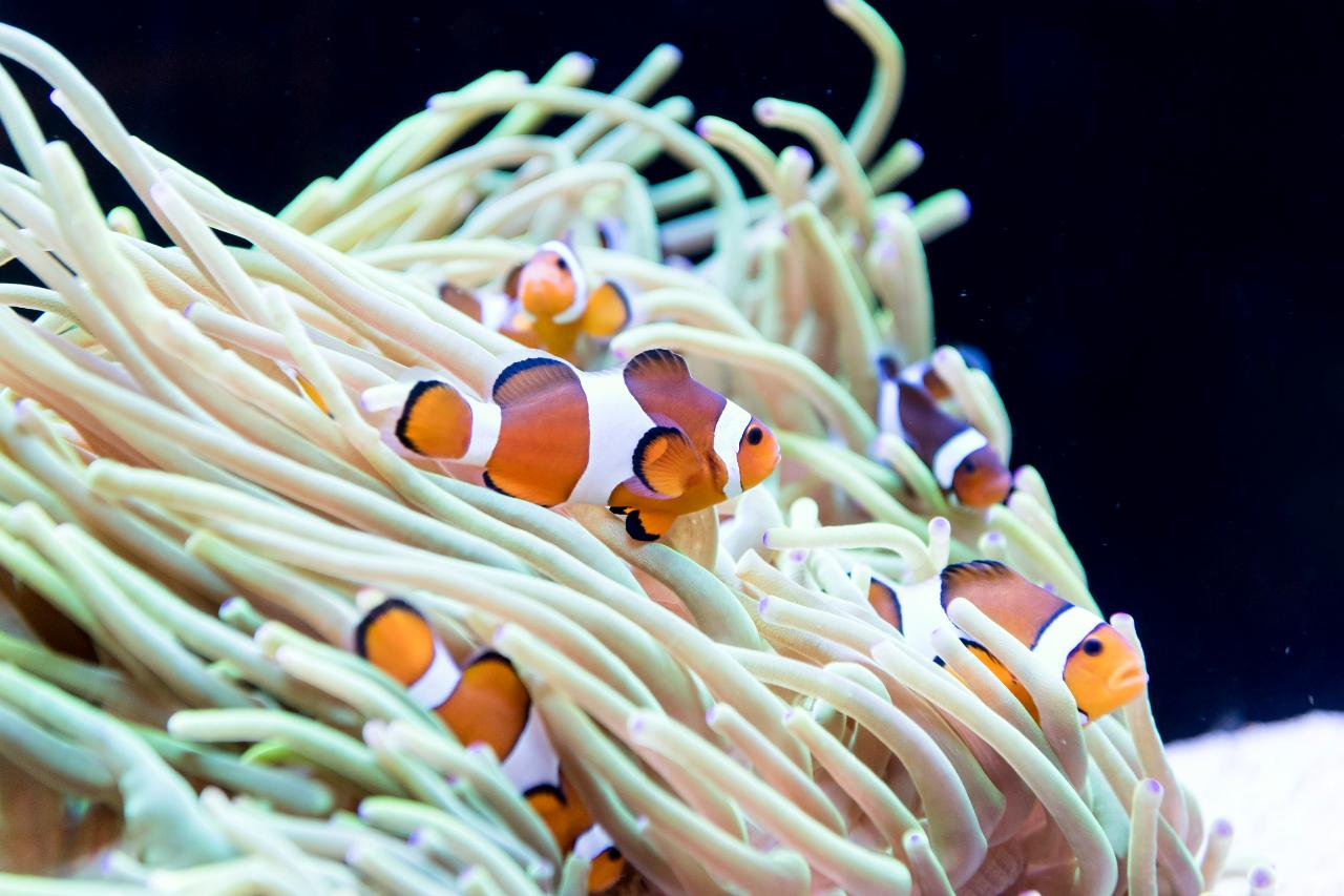 AQWA Far North Coast