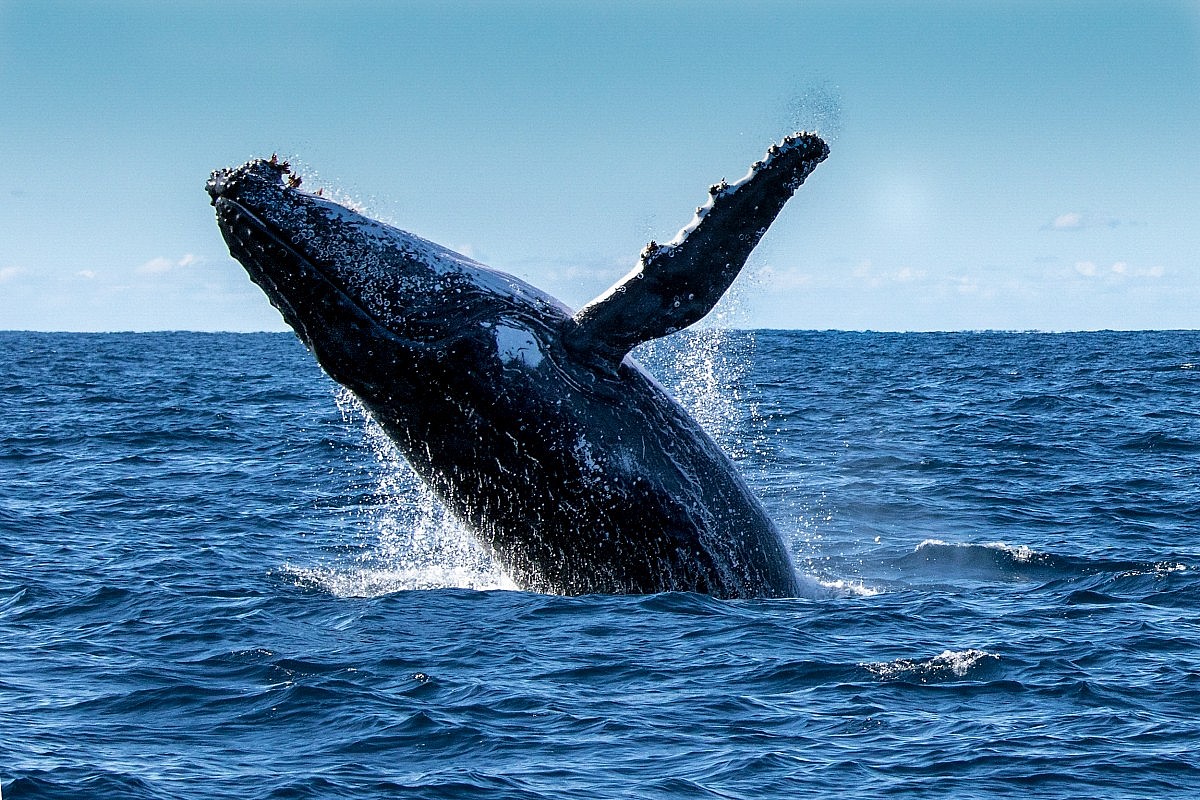 Whale Watching Tour and AQWA Entry Combo