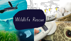 Homeschool Group Day - Wildlife Rescue  (+1 hour Activity)