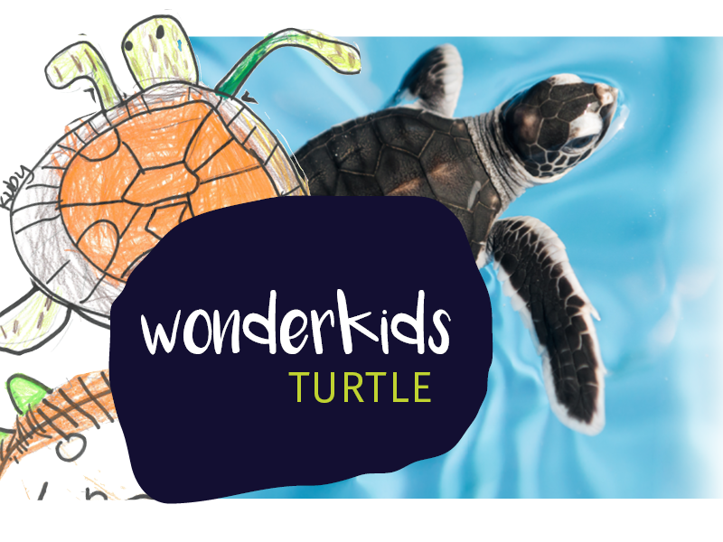 Wonder Kids Workshop  - Turtles (ages 3-5)