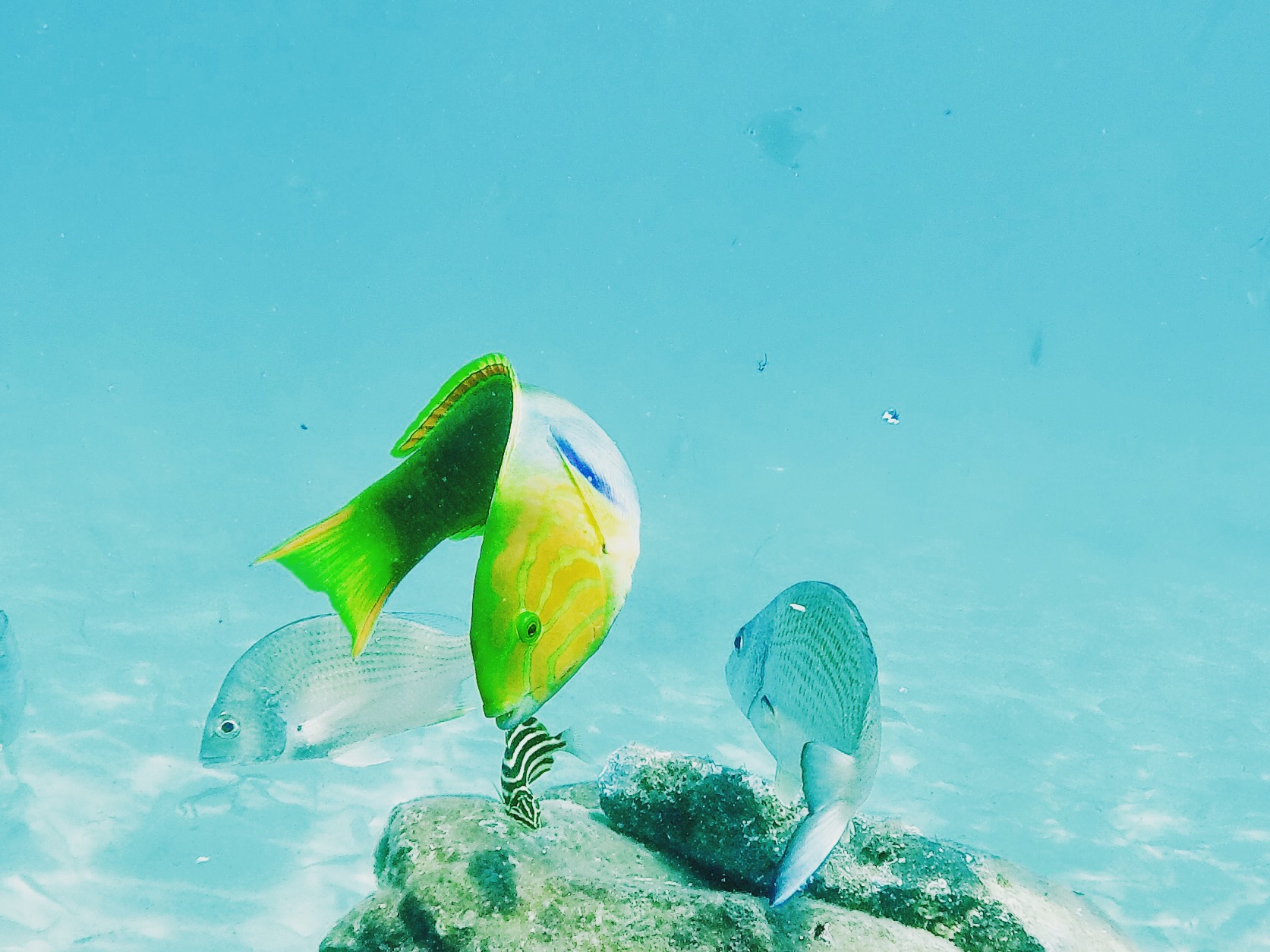 Half Day Dolphin and Stradbroke Island Tour