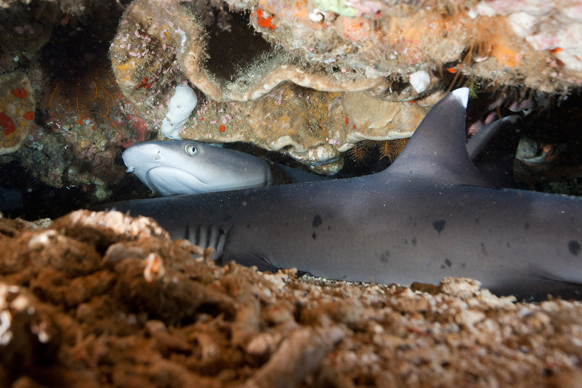 2 certified fun dives at Gili Selang, Bali dive sites