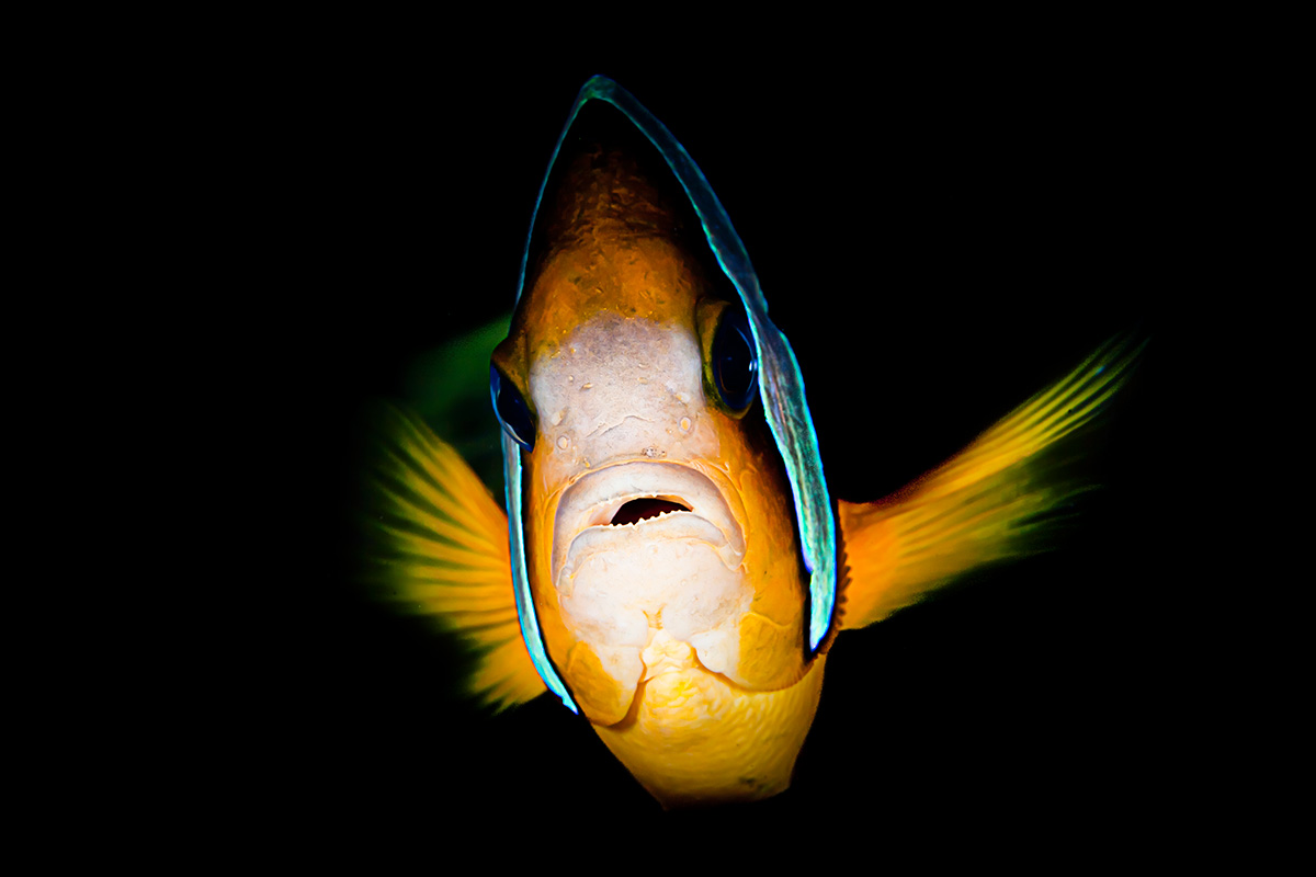 2 certified fun dives at Nusa Penida's Northern Drift, Bali dive sites