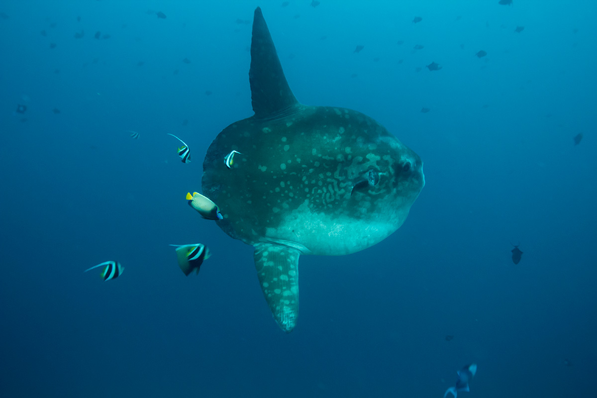 2 certified fun dives at Nusa Penida's Crystal Bay & Drift, Bali dive sites