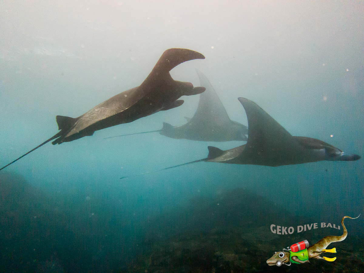 2 certified fun dives at Nusa Penida's Manta Point & Drift, Bali dive sites