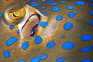 1 certified fun dive at Padang Bai, Bali local dive sites for macro and muck critters