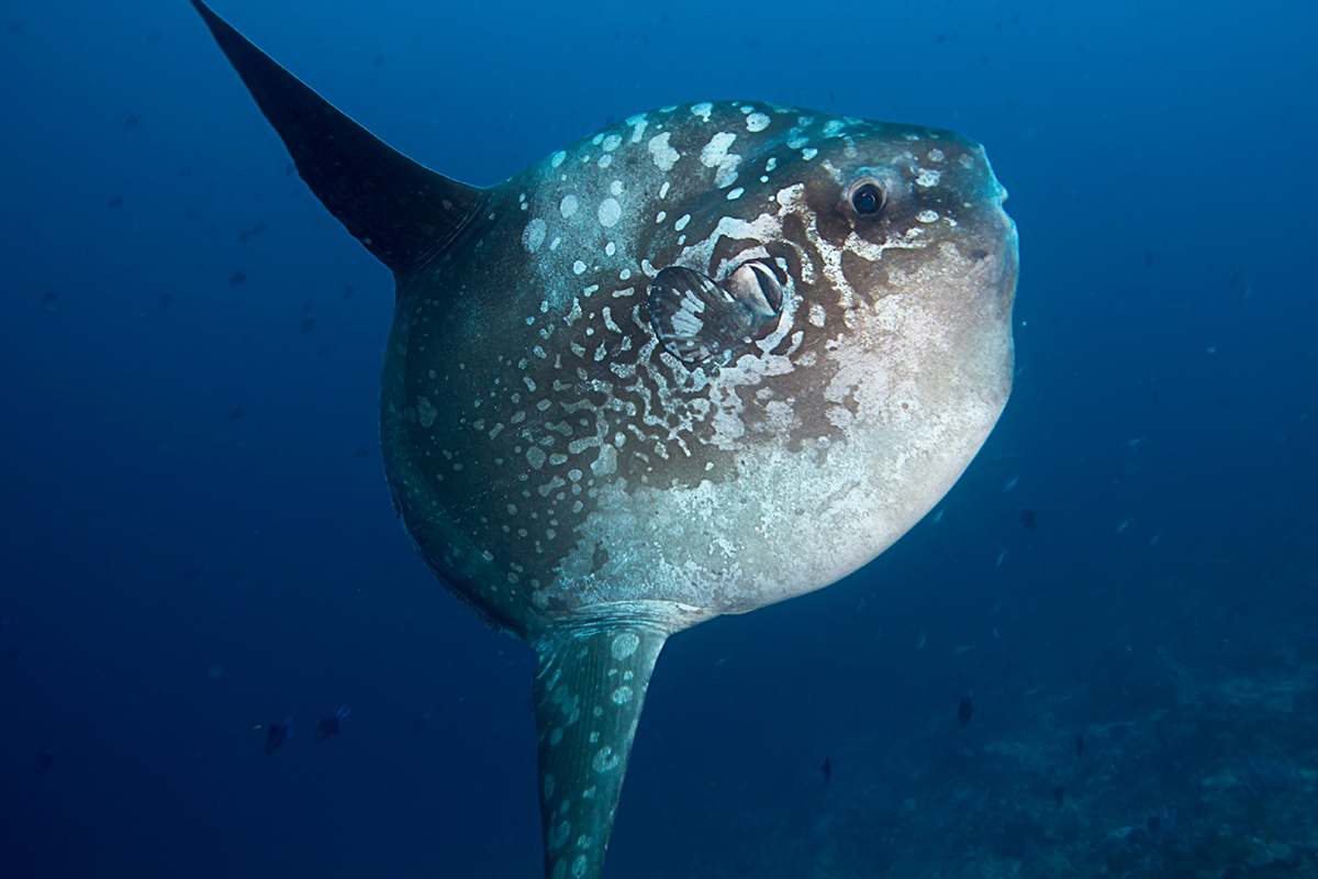 2 certified fun dives at Gili Tepekong & Mimpang, Bali dive sites