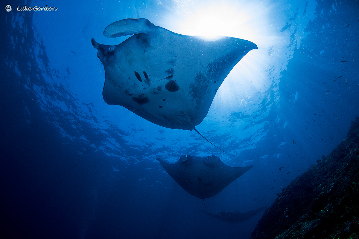 VIP Exclusive Scuba Diving Tour