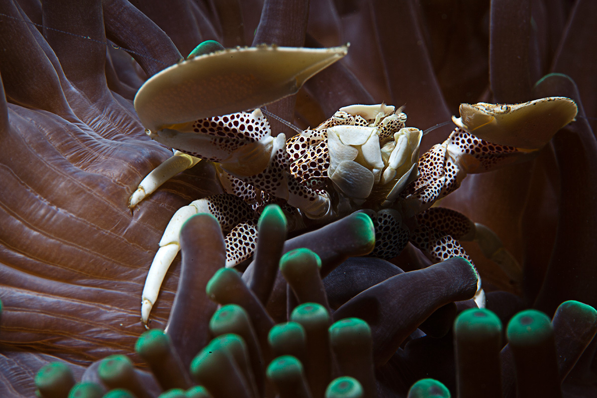 2 certified fun dives at Padang Bai, Bali local dive sites for macro and muck critters