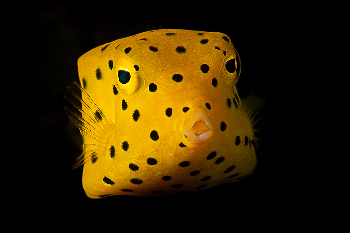 PADI Discover Scuba Diving introduction dive in Padang Bai, Bali