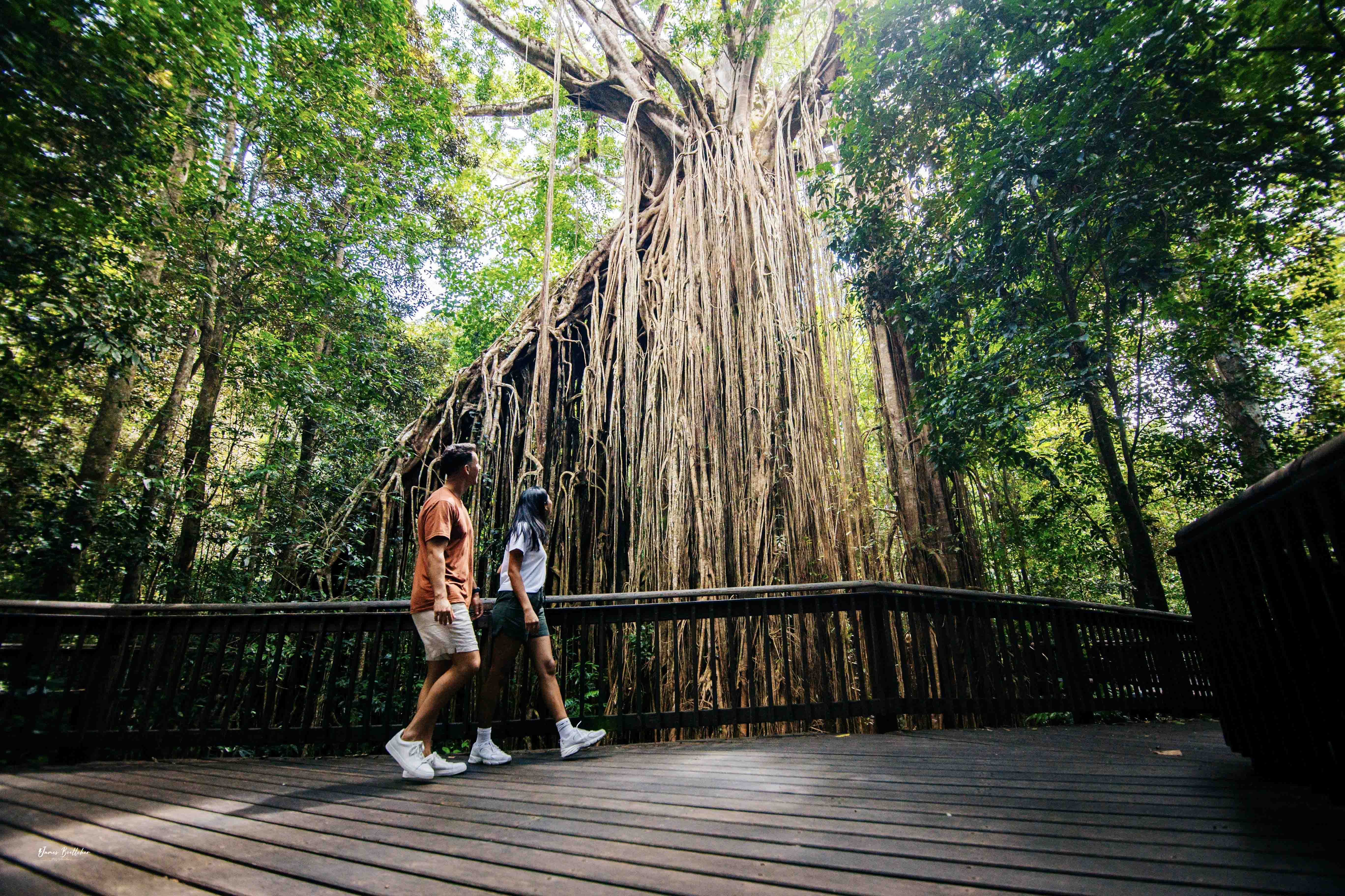 Private Atherton Tablelands  Nature and Wildlife Tour