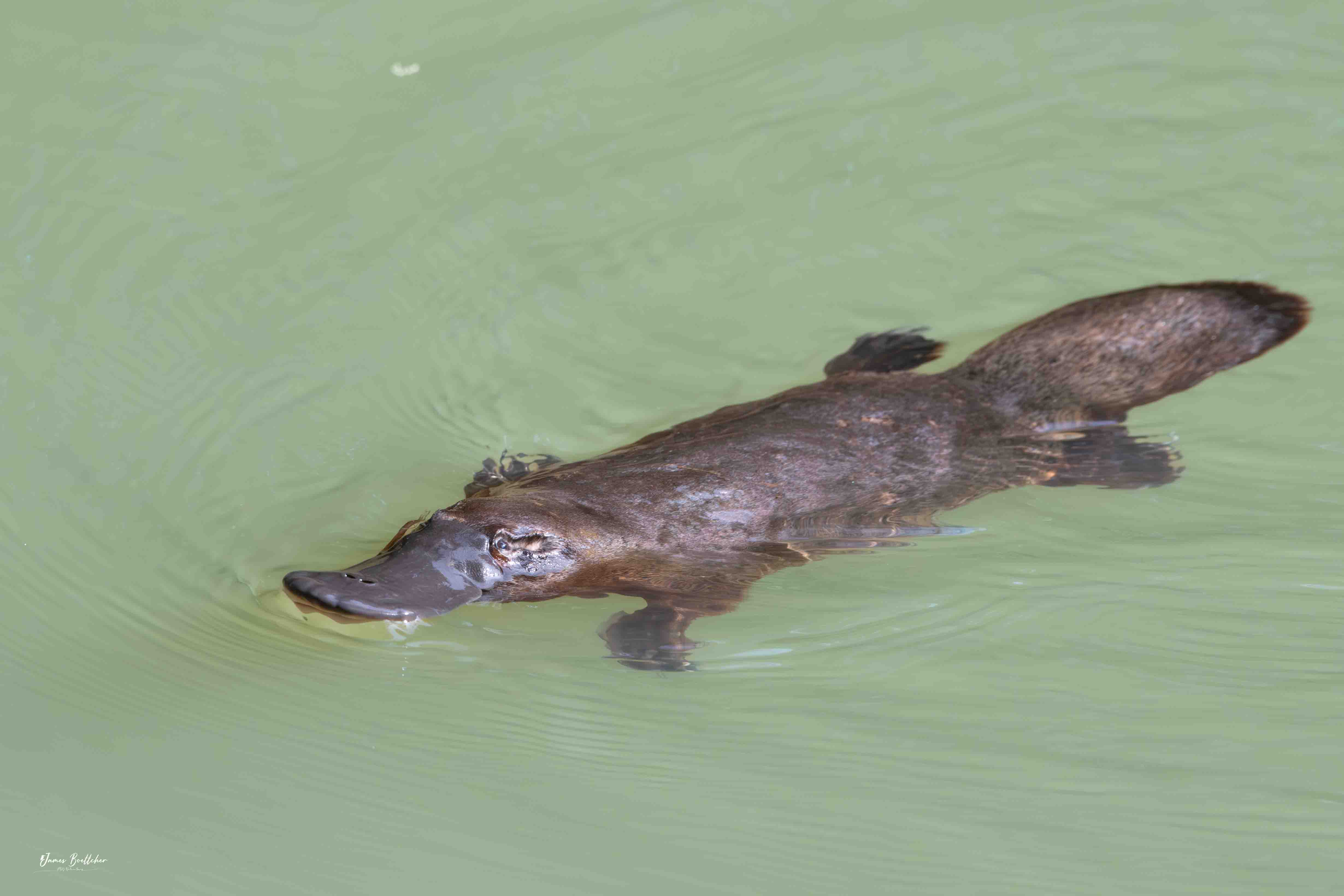 Atherton Tablelands Nature and Wildlife Tour